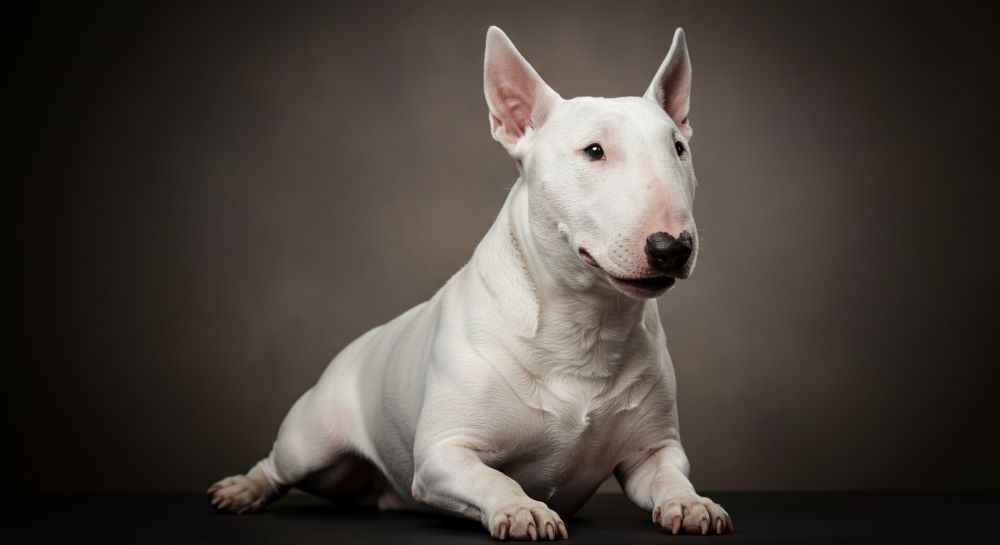 Bull Terrier Dog Breed
