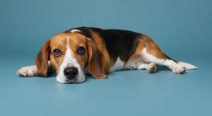 Beagle dog sleeping
