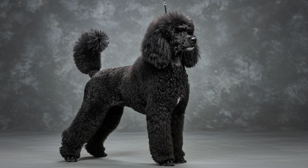 Poodle dog breed